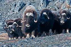 ������� (Ovibos moschatus), �����. ������ ��������, ������