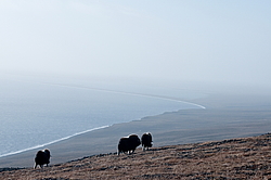 ������� (Ovibos moschatus), �����. ������ ��������, ������