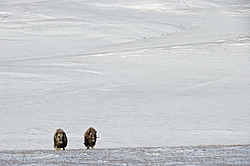 ������� (Ovibos moschatus), ���� � ������. ������ ��������, ������