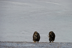 ������� (Ovibos moschatus), ���� � ������. ������ ��������, ������