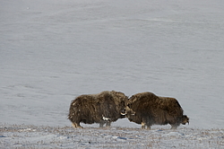 ������� (Ovibos moschatus), ���� � ������. ������ ��������, ������