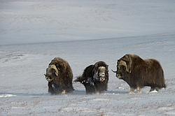 ������� (Ovibos moschatus), �����. ������ ��������, ������