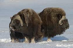 ������� (Ovibos moschatus), ���� � ������. ������ ��������, ������