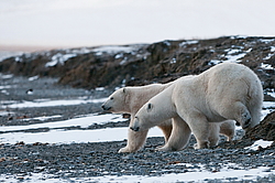 ����� ������� (Ursus maritimus) ������ ��������, ������