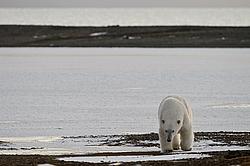 ����� ������� (Ursus maritimus) ������ ��������, ������