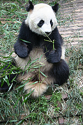 ������� ����� (Ailuropoda melanoleuca) ����� �� ���������� ���� �. �����, �����, ��� 2005 ����