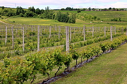 ������, ������, ���� 2014