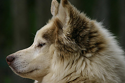 ��������� �����