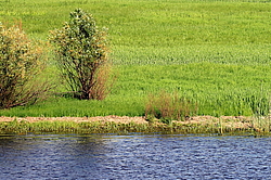 �����, ������