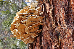 ������������ ��������������� ��������� ���������� ����������, �������, ������