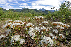 ������������ ��������������� ��������� ���������� ����������, �������, ������