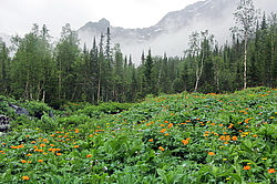 ������������ ��������������� ��������� ���������� ����������, �������, ������