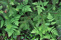 ������������ ��������������� ��������� ���������� ����������, �������, ������