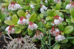 ������������ ��������������� ��������� ���������� ����������, �������, ������