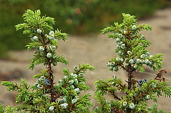 ������������ ����������, ������������, ����������, ����� �������, �������, ������