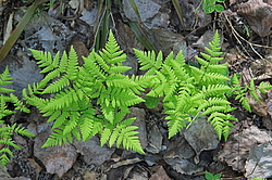 ������������ ��������������� ��������� ���������� ����������, �������, ������