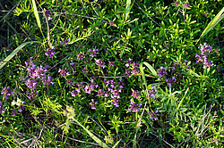 ����� ������������� ��������� �������, ����������� �������������