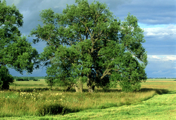 ������ ���� � ����������� �������