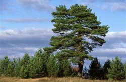 ������ � ������