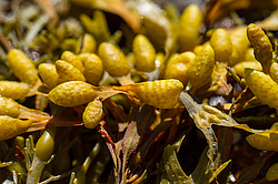 ��� ���-�������, ��������� - ������ ( Fucus distichus) �� ������ �������� ������ ���� � ������ ���-��������