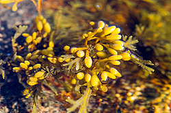 ��� ���-�������, ��������� - ������ ( Fucus distichus) �� ������ �������� ������ ���� � ������ ���-��������