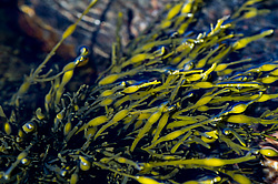 ��� ���-�������, ��������� - ������ ( Fucus distichus) �� ������ �������� ������ ���� � ������ ���-��������