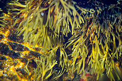 ��� ���-�������, ��������� - ������ ( Fucus distichus) �� ������ �������� ������ ���� � ������ ���-��������