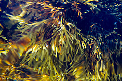 ��� ���-�������, ��������� - ������ ( Fucus distichus) �� ������ �������� ������ ���� � ������ ���-��������