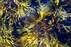 ��� ���-�������, ��������� - ������ ( Fucus distichus) �� ������ �������� ������ ���� � ������ ���-��������