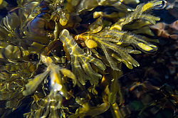 ��� ���-�������, ��������� - ������ ( Fucus distichus) �� ������ �������� ������ ���� � ������ ���-��������