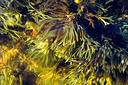 ��� ���-�������, ��������� - ������ ( Fucus distichus) �� ������ �������� ������ ���� � ������ ���-��������