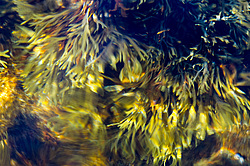 ��� ���-�������, ��������� - ������ ( Fucus distichus) �� ������ �������� ������ ���� � ������ ���-��������