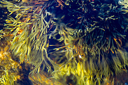 ��� ���-�������, ��������� - ������ ( Fucus distichus) �� ������ �������� ������ ���� � ������ ���-��������