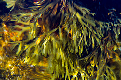 ��� ���-�������, ��������� - ������ ( Fucus distichus) �� ������ �������� ������ ���� � ������ ���-��������