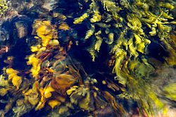 ��� ���-�������, ��������� - ������ ( Fucus distichus) �� ������ �������� ������ ���� � ������ ���-��������