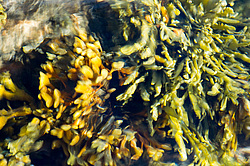 ��� ���-�������, ��������� - ������ ( Fucus distichus) �� ������ �������� ������ ���� � ������ ���-��������