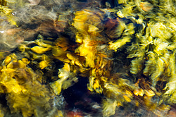 ��� ���-�������, ��������� - ������ ( Fucus distichus) �� ������ �������� ������ ���� � ������ ���-��������