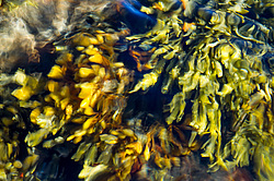 ��� ���-�������, ��������� - ������ ( Fucus distichus) �� ������ �������� ������ ���� � ������ ���-��������