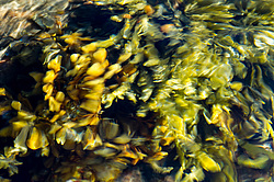 ��� ���-�������, ��������� - ������ ( Fucus distichus) �� ������ �������� ������ ���� � ������ ���-��������