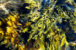 ��� ���-�������, ��������� - ������ ( Fucus distichus) �� ������ �������� ������ ���� � ������ ���-��������