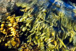 ��� ���-�������, ��������� - ������ ( Fucus distichus) �� ������ �������� ������ ���� � ������ ���-��������