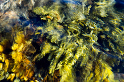 ��� ���-�������, ��������� - ������ ( Fucus distichus) �� ������ �������� ������ ���� � ������ ���-��������