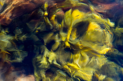 ��� ���-�������, ��������� - ������ ( Fucus distichus) �� ������ �������� ������ ���� � ������ ���-��������