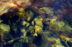 ��� ���-�������, ��������� - ������ ( Fucus distichus) �� ������ �������� ������ ���� � ������ ���-��������