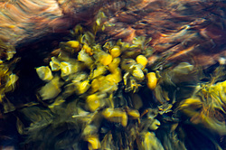 ��� ���-�������, ��������� - ������ ( Fucus distichus) �� ������ �������� ������ ���� � ������ ���-��������