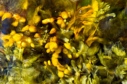 ��� ���-�������, ��������� - ������ ( Fucus distichus) �� ������ �������� ������ ���� � ������ ���-��������