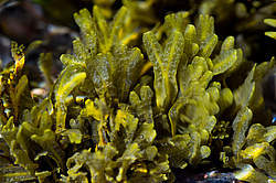 ��� ���-�������, ��������� - ������ ( Fucus distichus) �� ������ �������� ������ ���� � ������ ���-��������