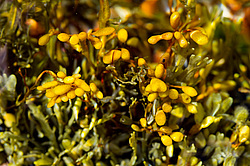 ��� ���-�������, ��������� - ������ ( Fucus distichus) �� ������ �������� ������ ���� � ������ ���-��������