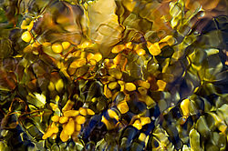 ��� ���-�������, ��������� - ������ ( Fucus distichus) �� ������ �������� ������ ���� � ������ ���-��������