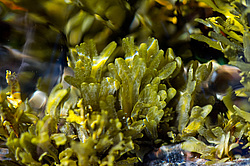 ��� ���-�������, ��������� - ������ ( Fucus distichus) �� ������ �������� ������ ���� � ������ ���-��������